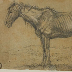 Emaciated Horse (recto); Frontal View of a Horse (verso), n. d