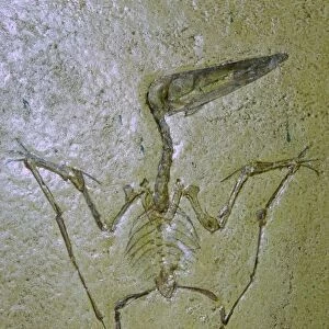Fossil of a Pterodactyl