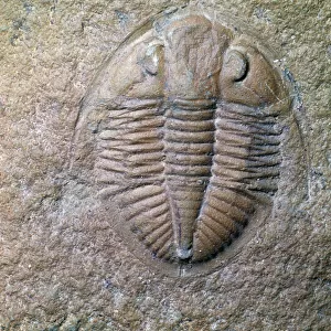 Fossil trilobite