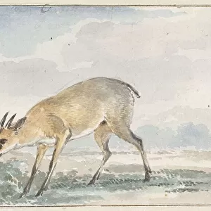 Bovidae Collection: Common Duiker