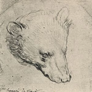 Mammals Collection: Black Bear