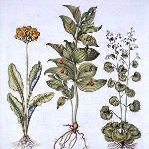 Hippoglossum, Cowslip and Sanicle / Snakeroot, from Hortus Eystettensis, by Basil Besler