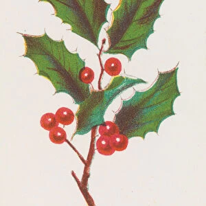 Holly, 1862. Creator: Louis Prang