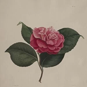 Iconographie du genre camellia: No. 171, 1839-1843. Creator: Abbe Laurent Berlese