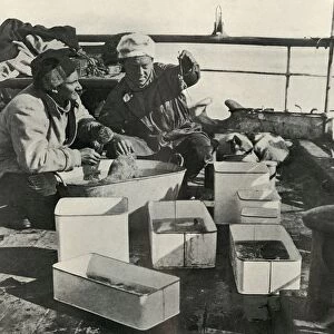 Lillie and Dr. Levick Sorting a Trawl Catch, c1910–1913, (1913). Artist: Herbert Ponting