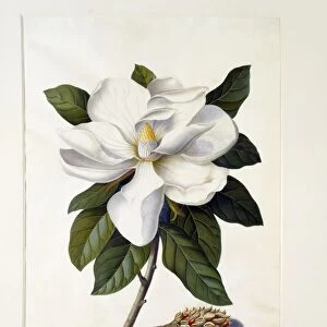 Magnolia Grandiflora, c. 1743 (hand coloured engraving)