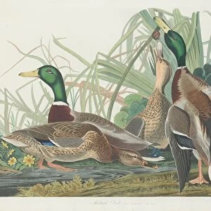 Mallard Duck, 1834. Creator: Robert Havell