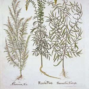 Mignonette, Southernwood, and Tarragon, from Hortus Eystettensis, by Basil Besler (1561-1629)