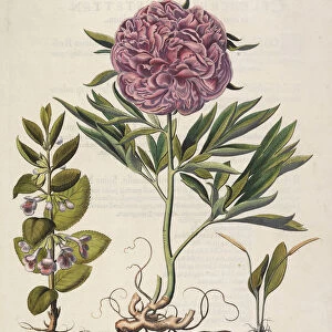 Paeonia flore pleno, 1613. Creator: Besler, Basilius (1561-1629)