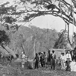 Paraguayan tea gathering, Paraguay, 1911