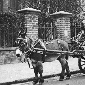 Pearly family in their donkey-drawn moke, London, 1926-1927. Artist: McLeish