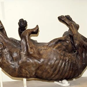 Peat preserved ox, Geological Museum, London, c2nd century