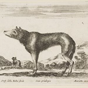 Plate 20: wolf, from Various animals (Diversi animali), ca. 1641