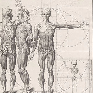 Plate for the ‘Atlas Anatomico (unpublished), Plate ca. 1680-9