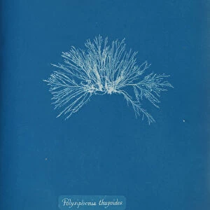 Polysiphonia thuyoides, ca. 1853. Creator: Anna Atkins