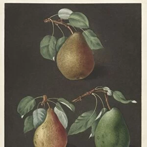 Pomona Britannica: No. 82 - Pears, 1807. Creator: George Brookshaw (British)
