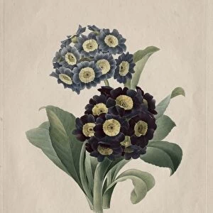 Primula auricula, 1827. Creator: Henry Joseph Redoute (French, 1766-1853)