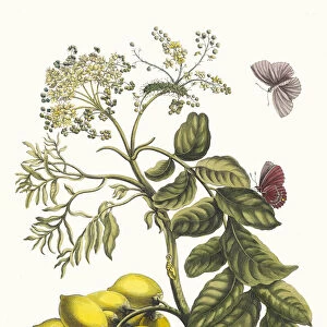 Prunier d Amerique. From the Book Metamorphosis insectorum Surinamensium, 1705