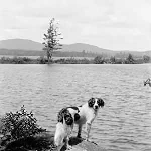 Raquette Lake (dog in picture), N.Y. between 1900 and 1910. Creator: Unknown