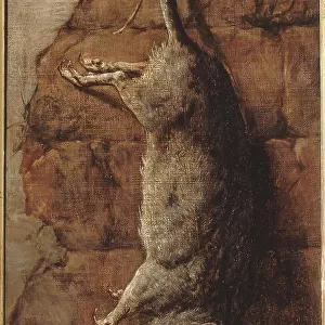 Rat ayant servi à l'alimentation pendant le siège de Paris, 15–01–1871. Creator: Auguste Charpentier