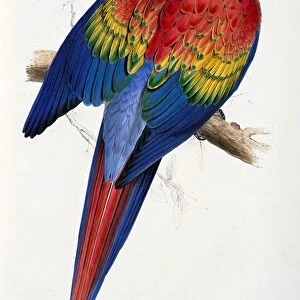 Red and Yellow Macaw (Macrocercus aracanga), pub. 1832. Creator: Edward Lear (1818-1888)