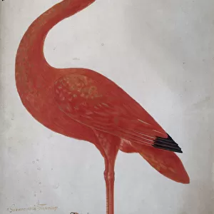 Awe-Inspiring Bird Prints: Ibises