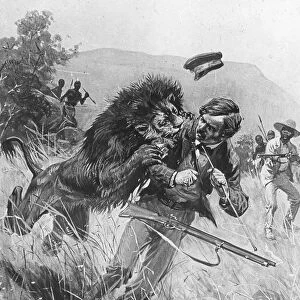 Scottish missionary and explorer David Livingstone being attacked by a lion, Africa, 19th century