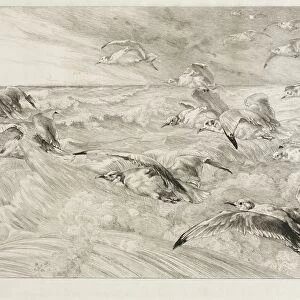 The Seagulls, c. 1880. Creator: Felix Bracquemond (French, 1833-1914)