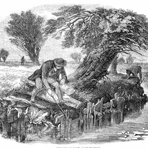 Sniggling for Eels - drawn by Duncan, 1850. Creator: M Jackson