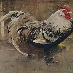 The Spangled Cock, 1903 (1935). Artist: Joseph Crawhall