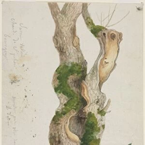 Study of a Tree Trunk. Creator: Georges Michel (French, 1763-1843)