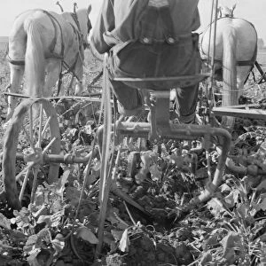 Sugar beet lifter in older settlers field... near Ontario, Malheur County, Oregon, 1939. Creator: Dorothea Lange