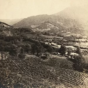 Tea plantations, Chakva, between 1905 and 1915. Creator: Sergey Mikhaylovich Prokudin-Gorsky