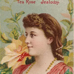 Tea Rose: Jealousy, from the series Floral Beauties and Language of Flowers (N75