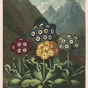 The Temple of Flora, or Garden of Nature: A Group of Auriculas, 1803