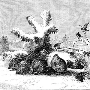 Snow Partridge