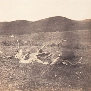 [Two Stags and Roe Buck], ca. 1858. Creator: Horatio Ross