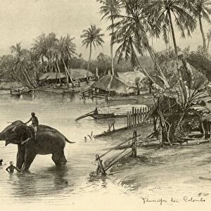 Washing an elephant in the river, Colombo, Ceylon, 1898. Creator: Christian Wilhelm Allers