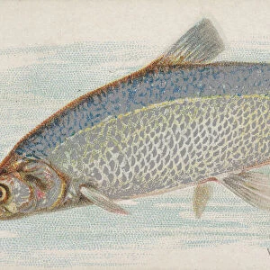 Whitefish, from the Fish from American Waters series (N8) for Allen &
