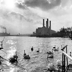Swans swim on the River Thames, Chelsea flour Mill is pictured i