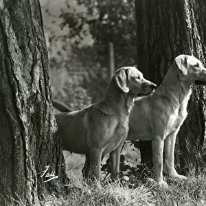 Fall / 2 Labrador Dogs