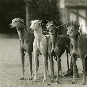 Fall / Greyhound / 1933