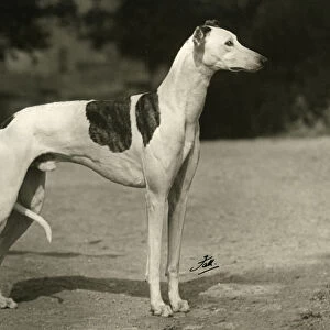 Fall / Greyhound / 1949