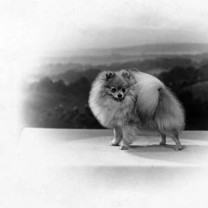 Fall / Pomeranian / 1935