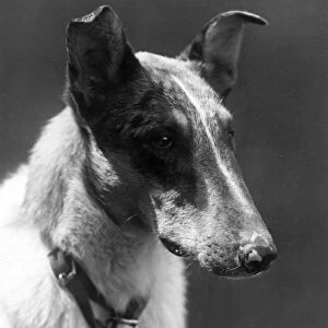 Fall / Smooth Collie / 1934