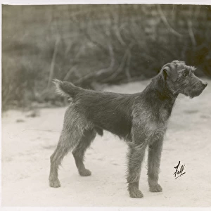 Fall / Welsh Terrier / 1931