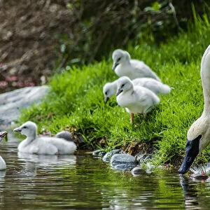 Adult Trumpeter Swan with cygnets, Yellowstone National Park, USA