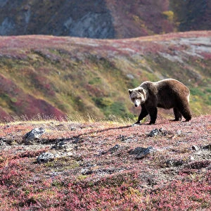 Alaska Brown Bear Denali National Park Fall Fall Colors