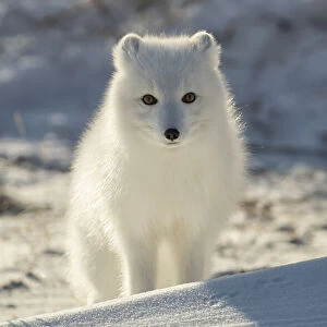 Arctic fox (Vulpes lagopus) in the snow; Churchill, Manitoba, Canada