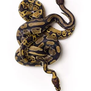 Two Ball Python Snakes Intertwined